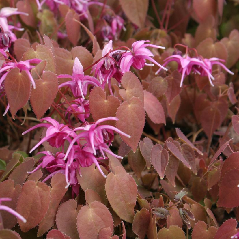 Epimedium grdf. 'Rose Queen'