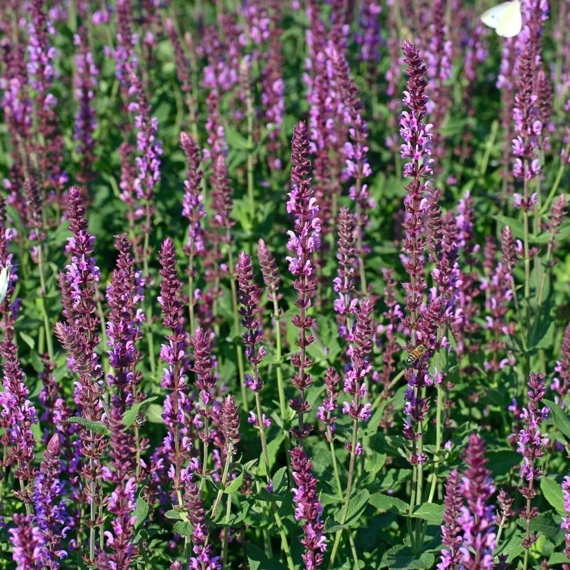 STM - Salvia nemorosa 'Amethyst'