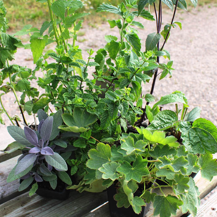 KRÄUTERTEE-BOX