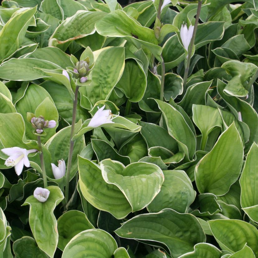 STM - Hosta sieboldiana 'Christmas Tree'