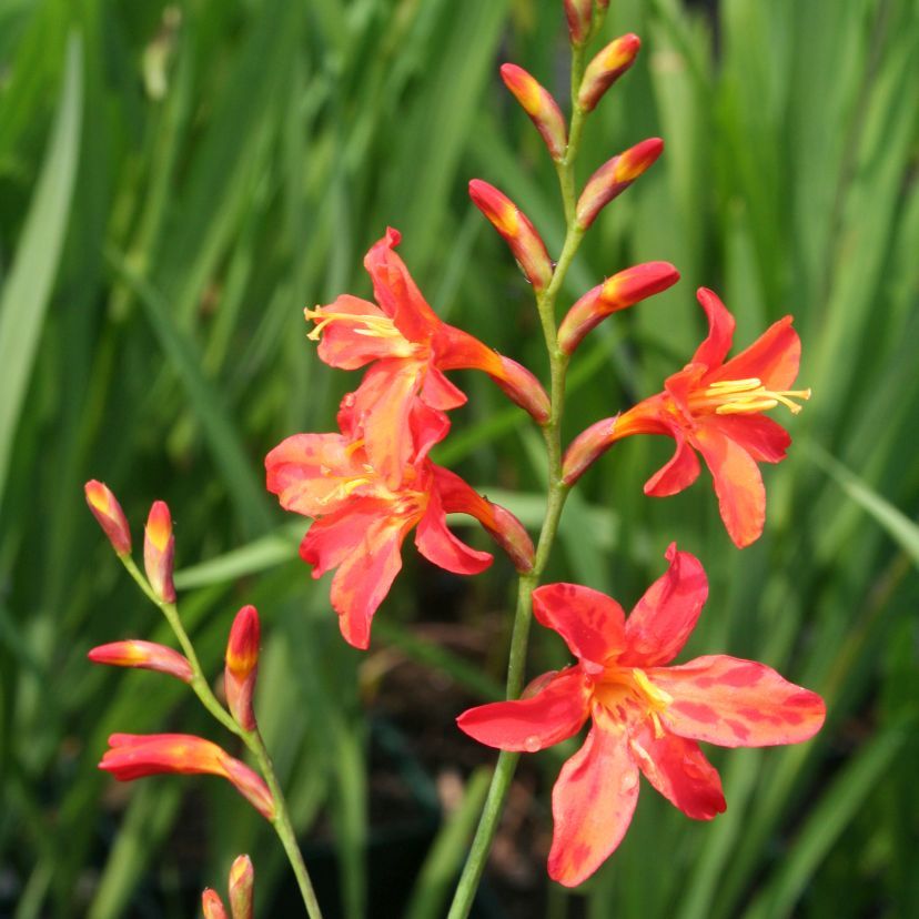 STM - Crocosmia crocos. 'Carmine Brilliant'