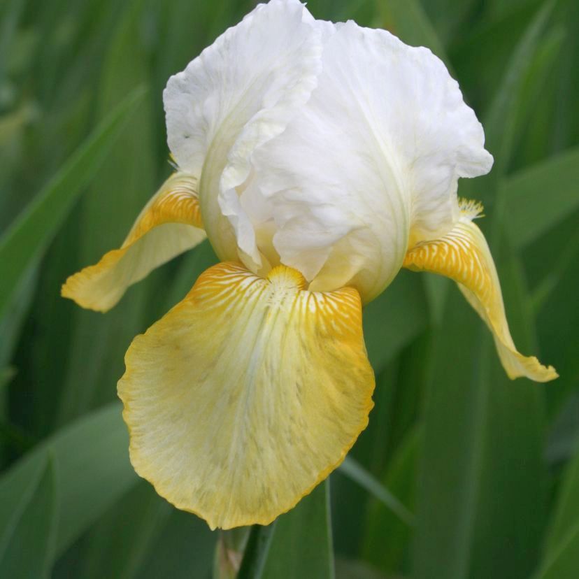 STM - Iris barb.- elat. 'Gletschergold'