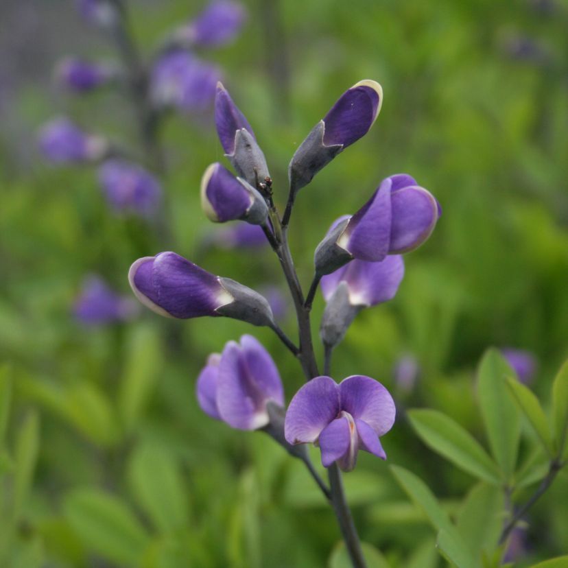 STM - Baptisia australis 'Purple Smoke'