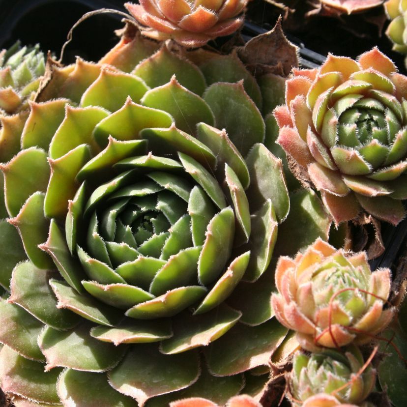 Sempervivum hybr. 'Ruby Heart'