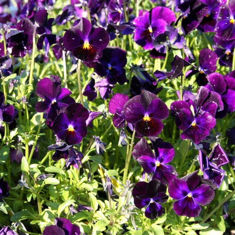 STM - Viola cornuta 'Admiration'