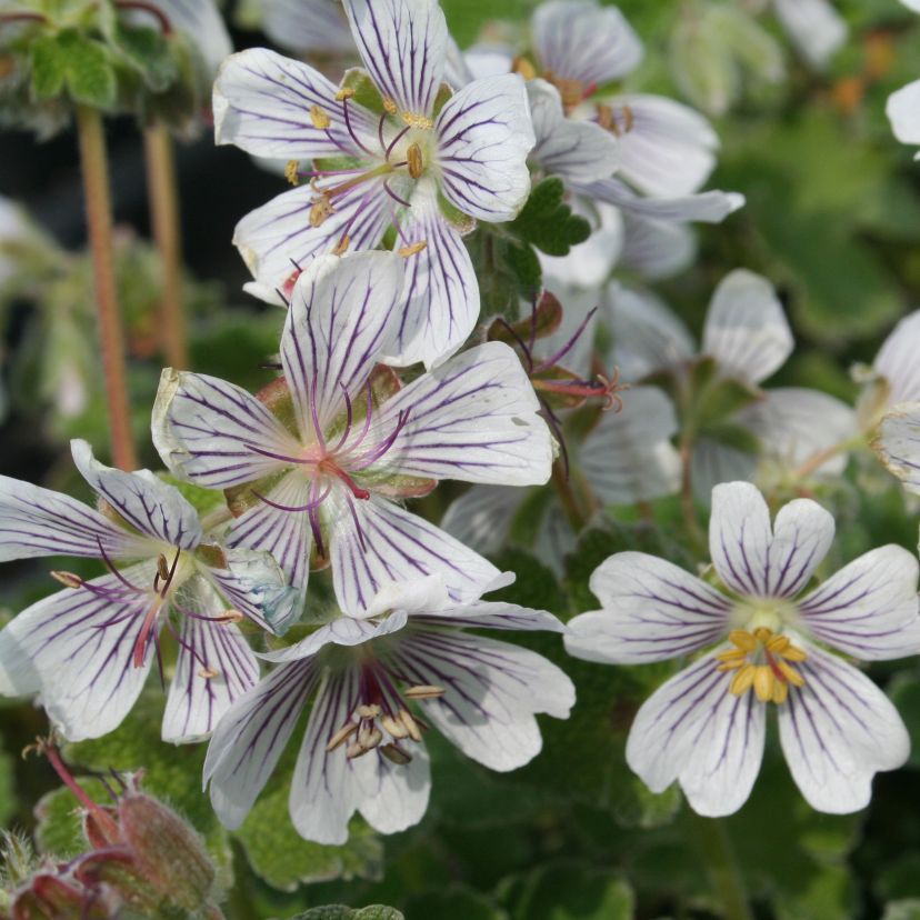 Geranium renardii