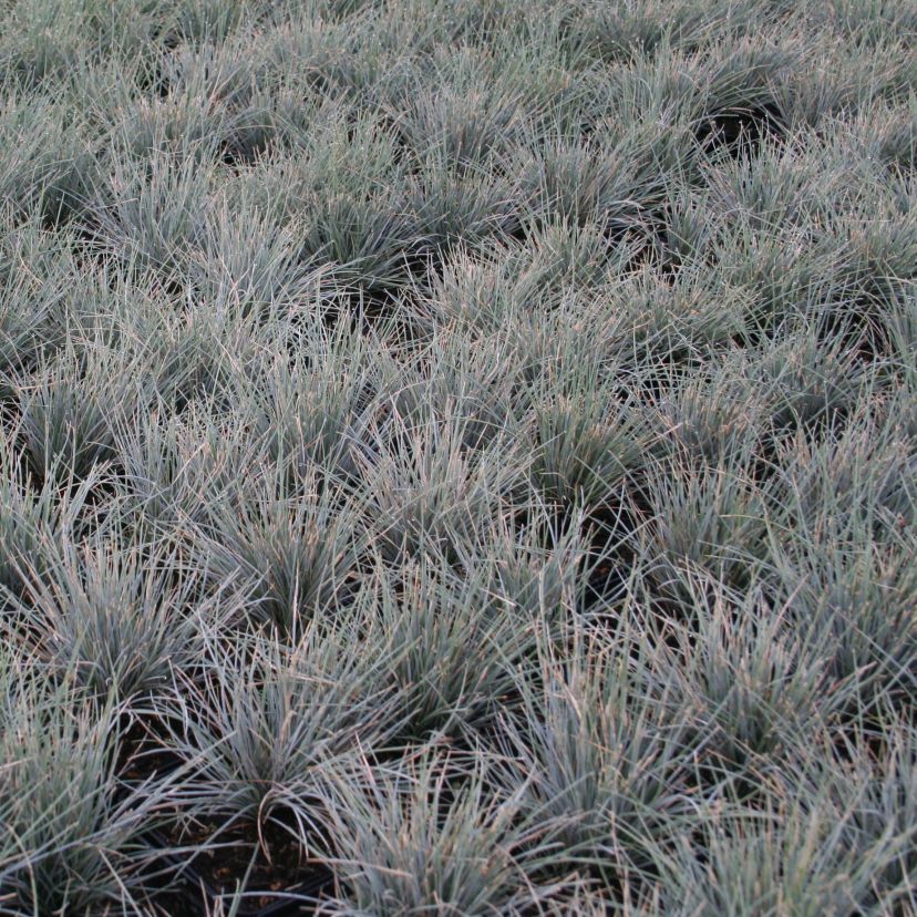 Festuca ovina 'Blaufuchs'
