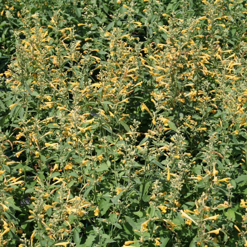 STM - Agastache rugosa 'Apache Yellow'