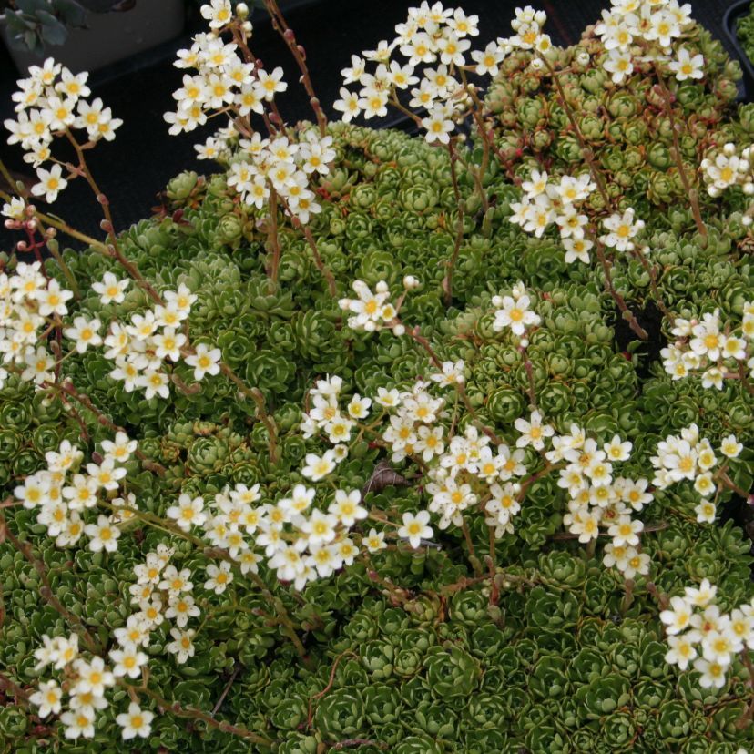 STM - Saxifraga paniculata ssp. Brevifolia