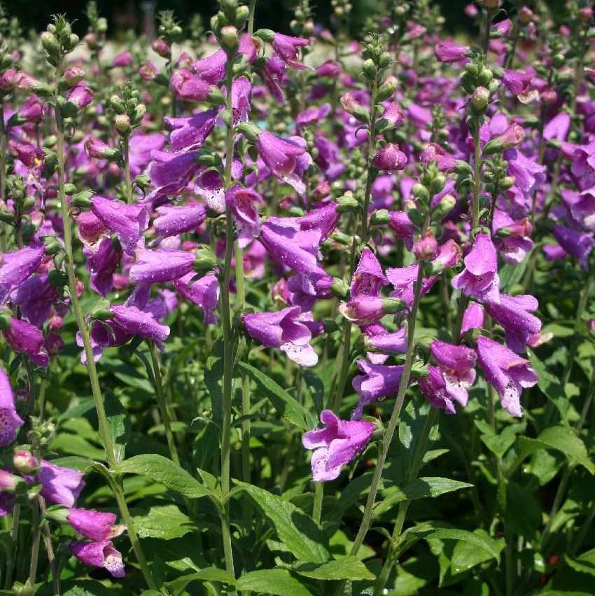 STM - Digitalis purp. 'Dalmatian Purple'