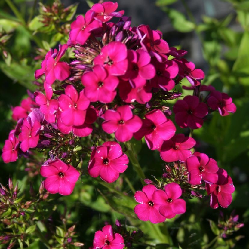 Phlox panic. 'Düsterlohe'