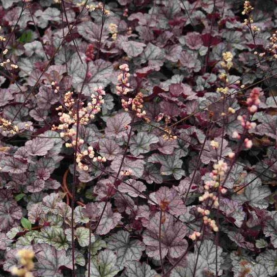 STM - Heuchera hybr. 'Silver Scrolls'  -R-