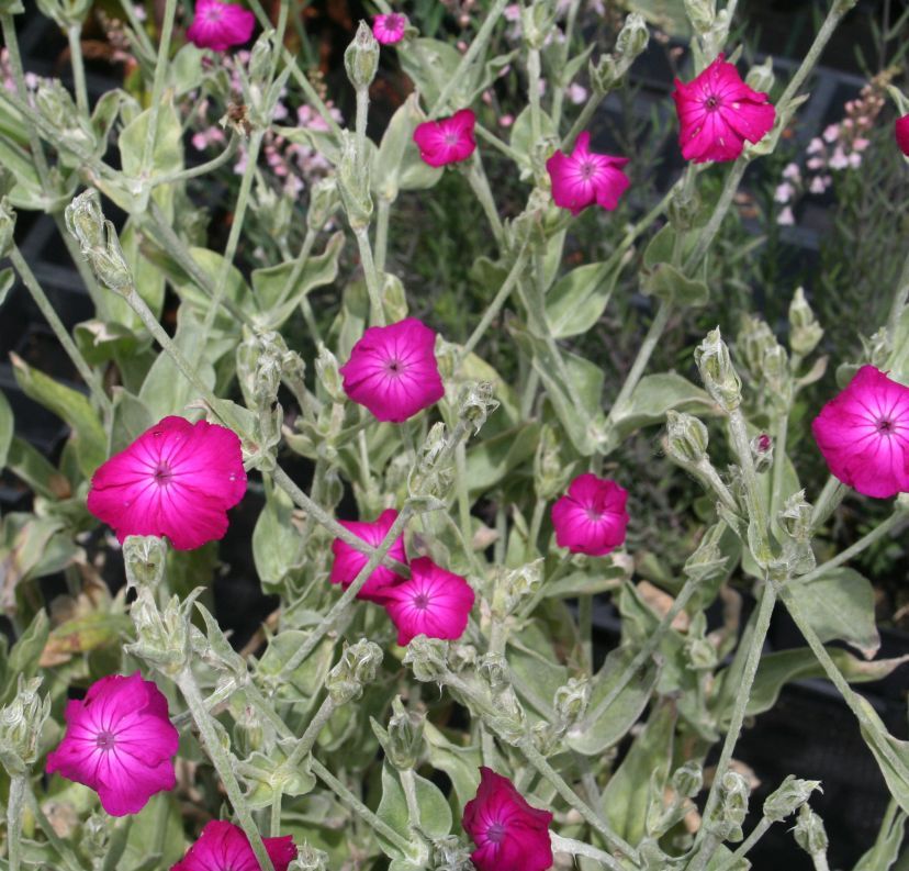 STM - Lychnis coronaria