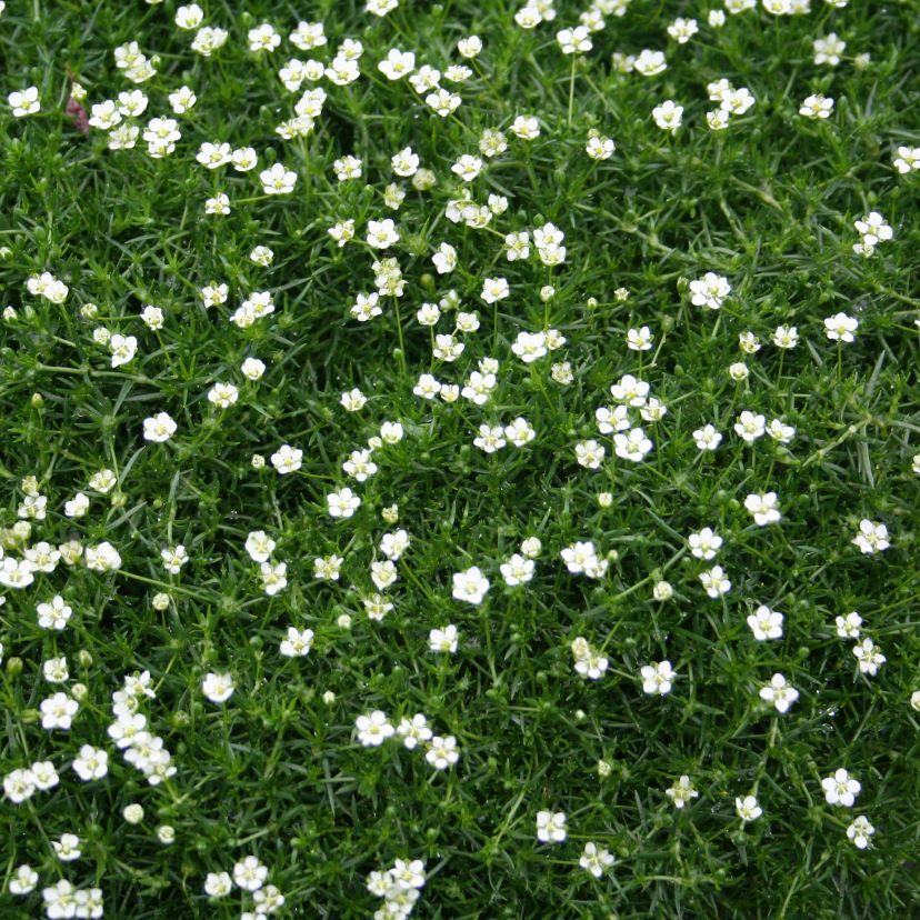 Sagina subulata