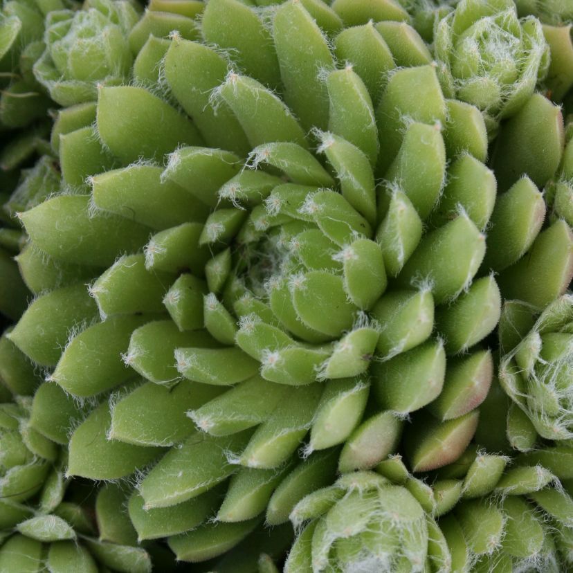 STM - Sempervivum hybr.