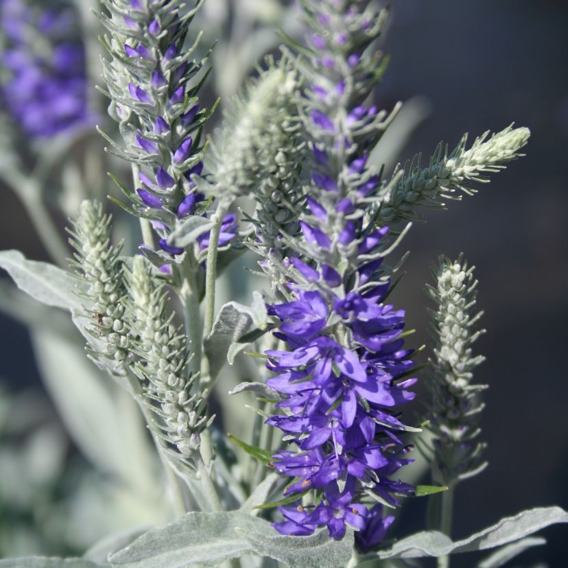 Veronica incana
