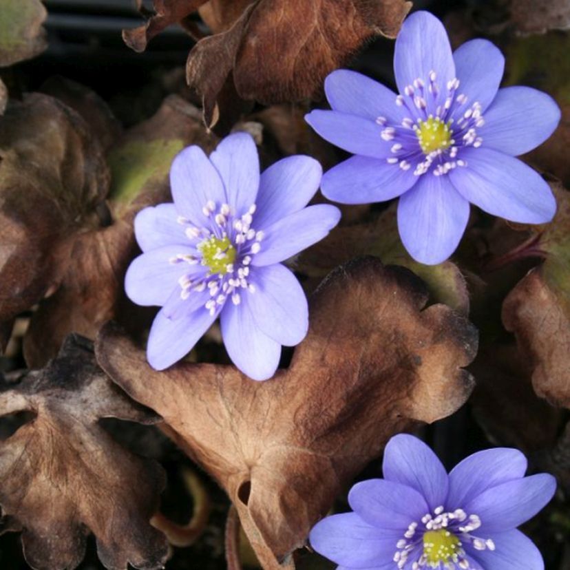 STM - Hepatica transsylvanica 'Buis'