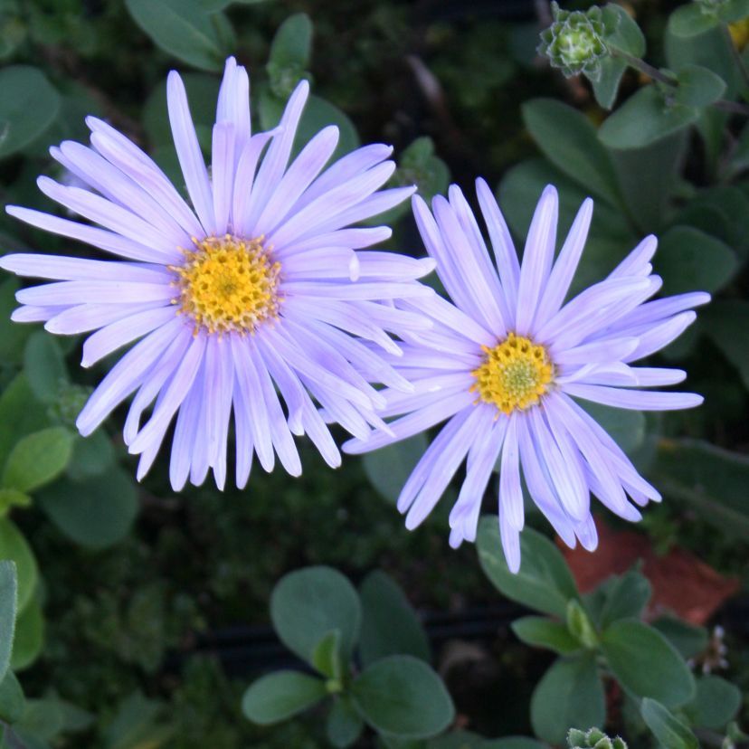 Aster amellus 'Silbersee'