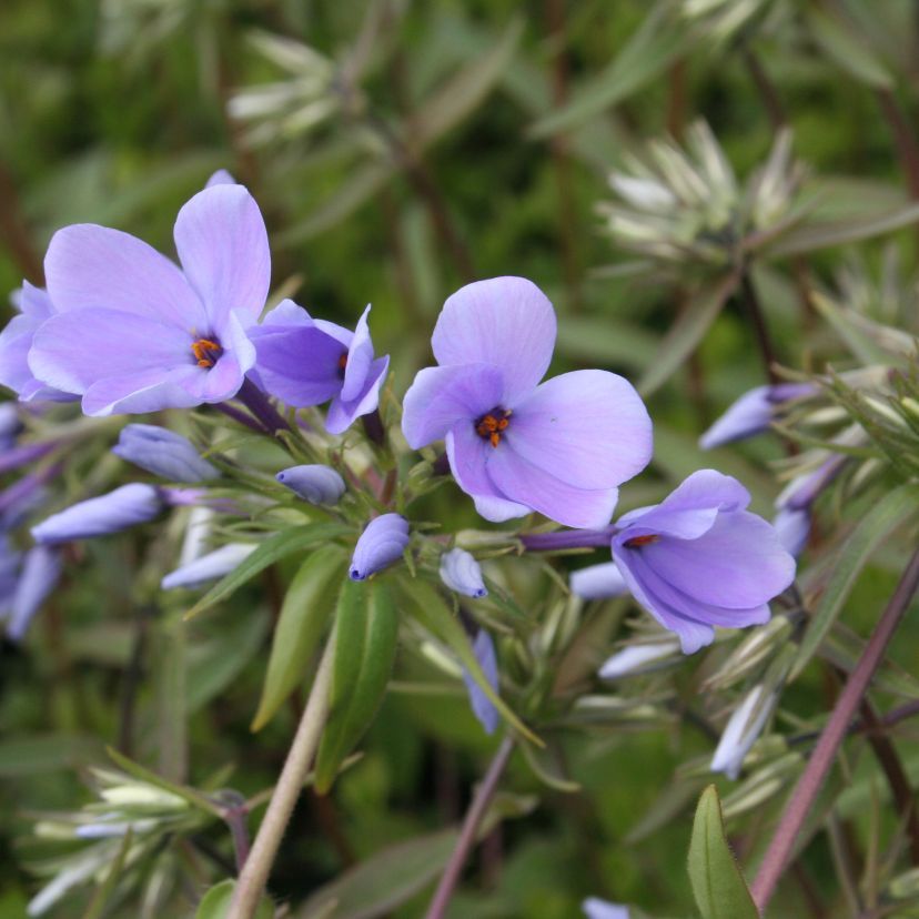 Phlox stolonifera 'Blue Ridge'