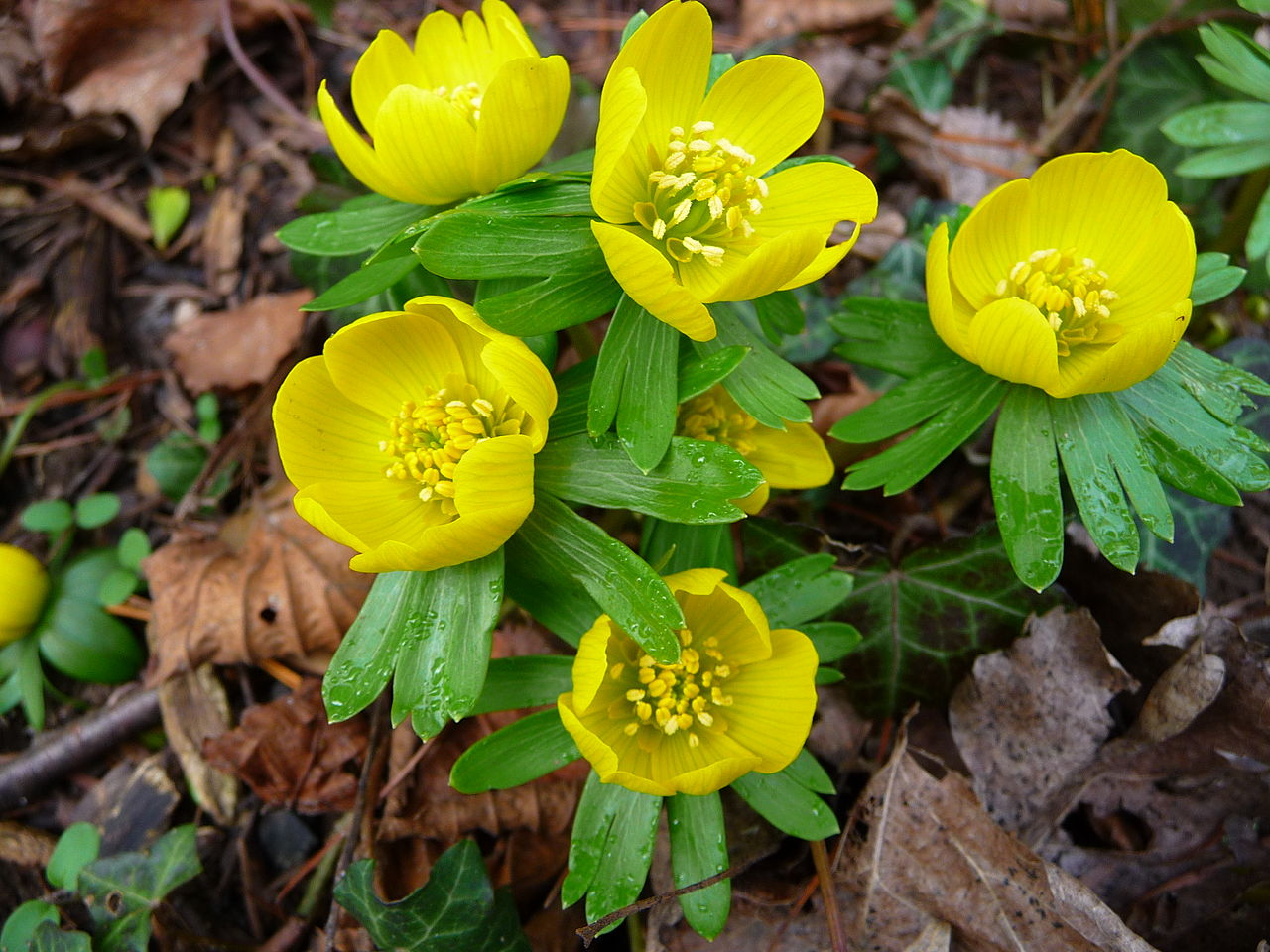 Eranthis hyemalis- Winterling EZ