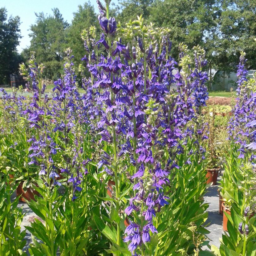 STM - Lobelia speciosa 'Fan Blue'
