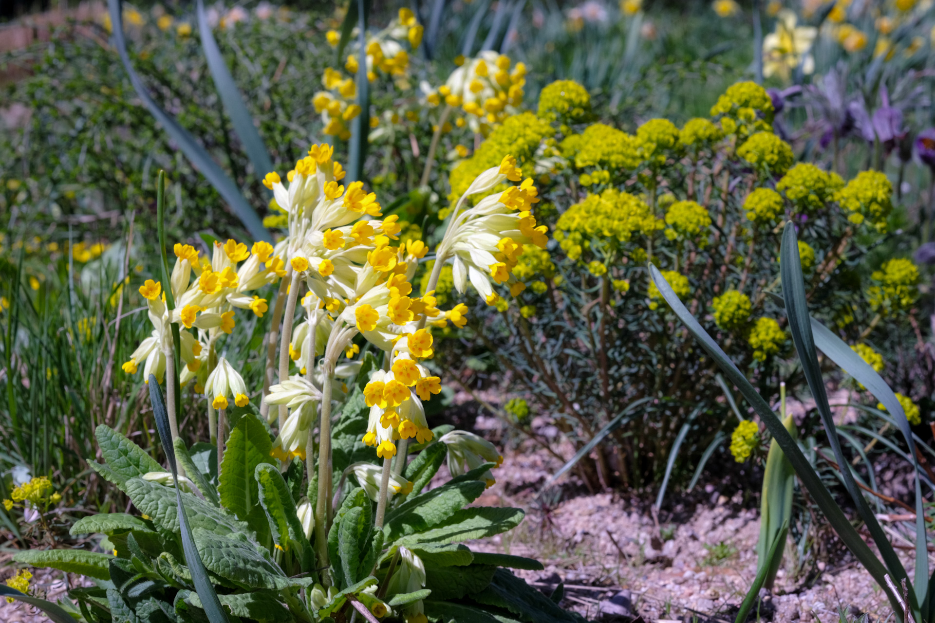 Heimische Steppenheide - Staudenmischpflanzung pflanzfertig vorgemischt