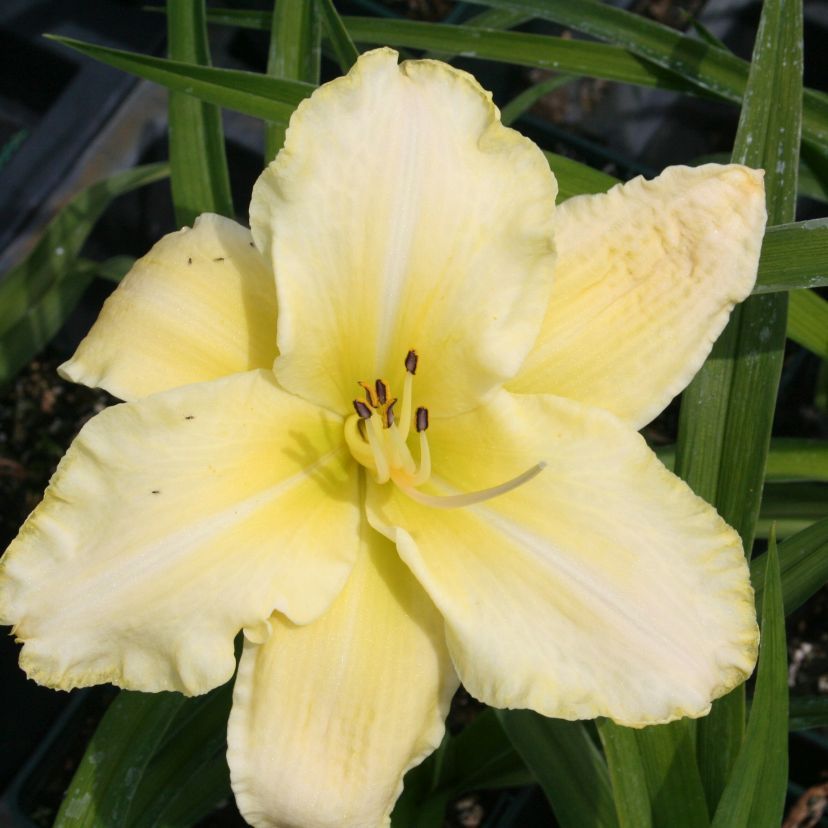 Hemerocallis hybr. 'Arctic Snow'