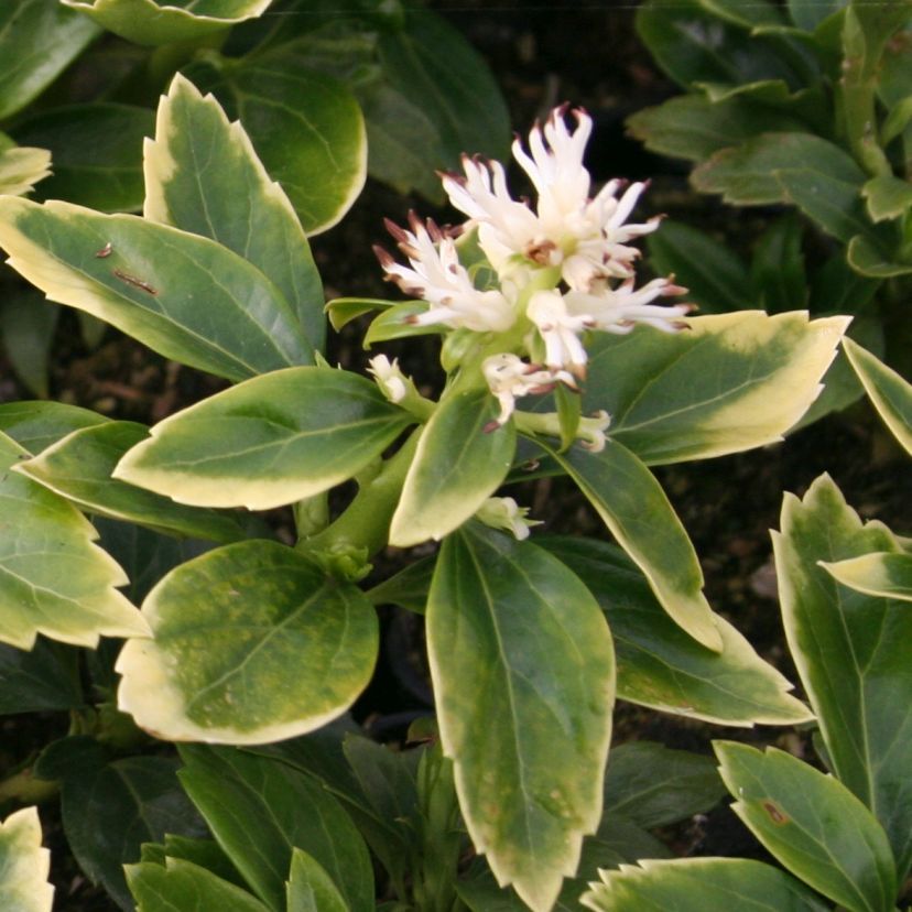 Pachysandra term. 'Green Carpet'  -R-