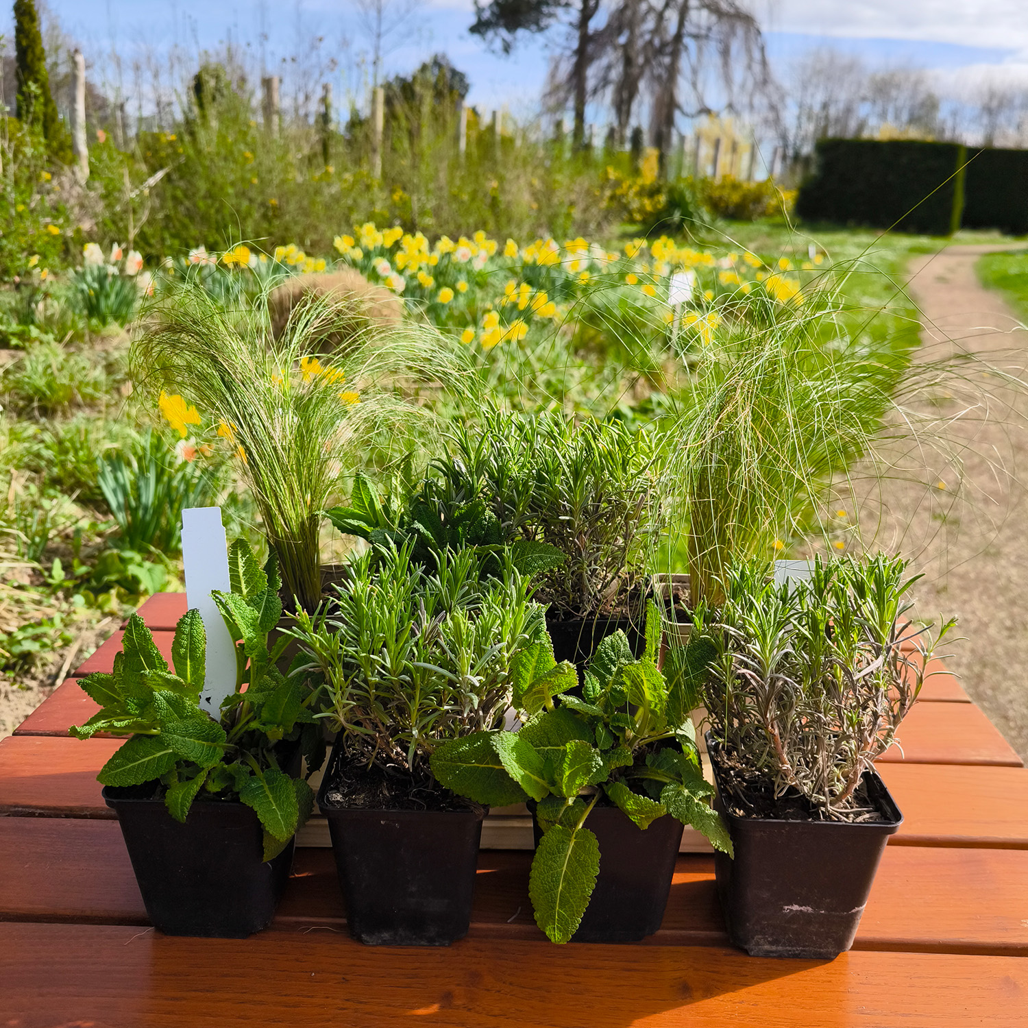 Lavendel, Salbei- und Federgras-BOX