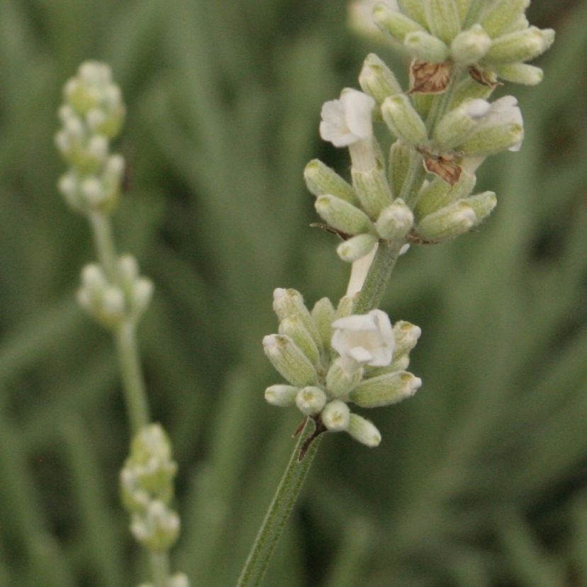 STM - Lavandula angustif. 'Nana Alba'