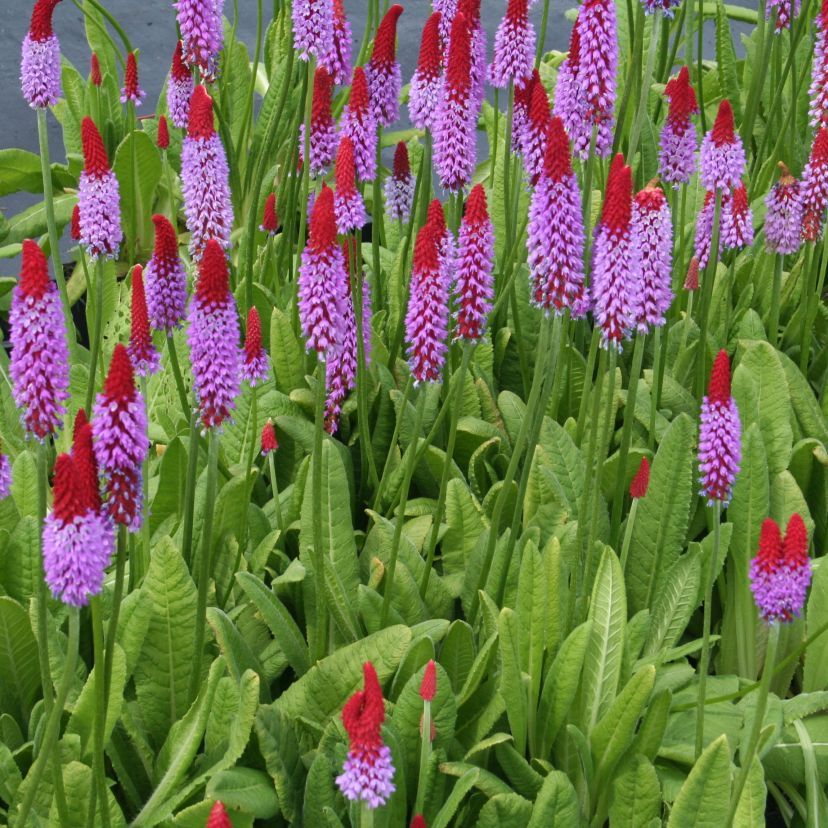 STM - Primula vialii (littonia)