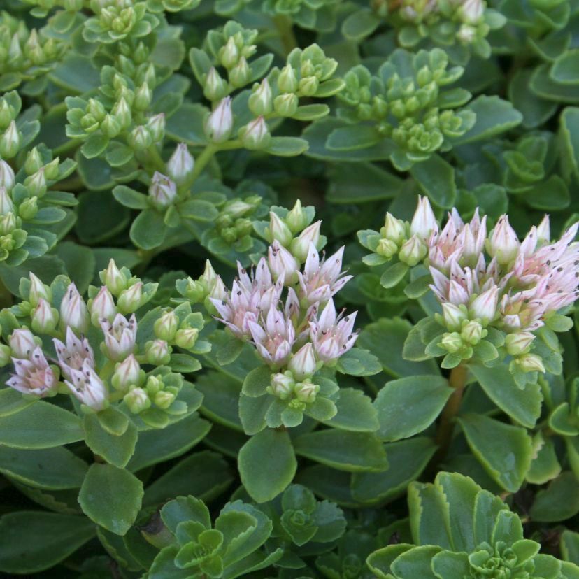 Sedum spurium 'Album Superbum'