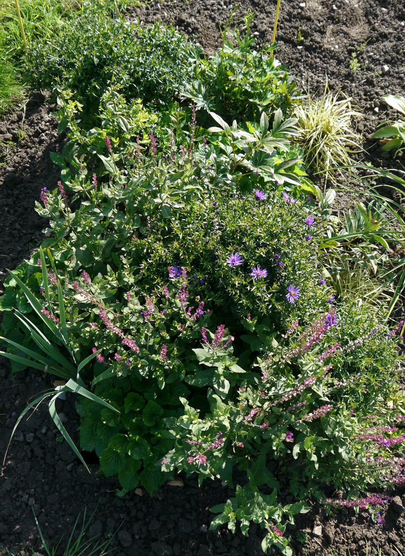 LANDHAUSBLÜTE-BOX