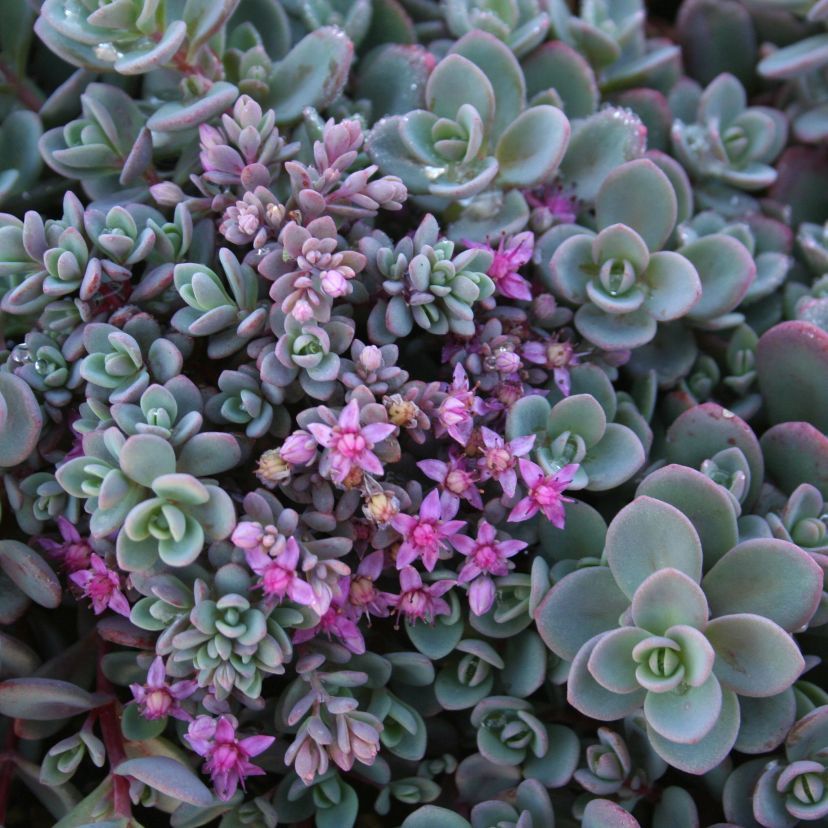 Sedum cyaneum 'Rosenteppich'