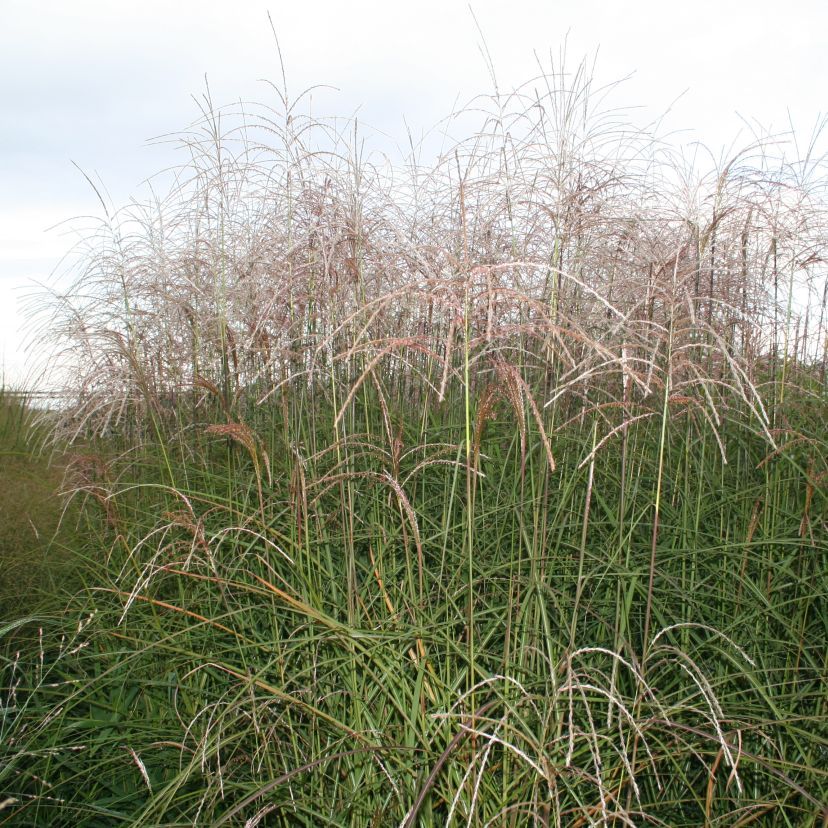 Miscanthus sinensis 'Gnom'