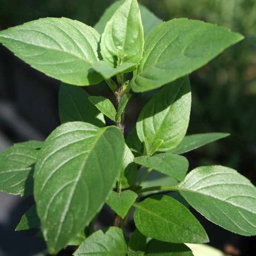 STM - Ocimum hybridum 'Ajaka'