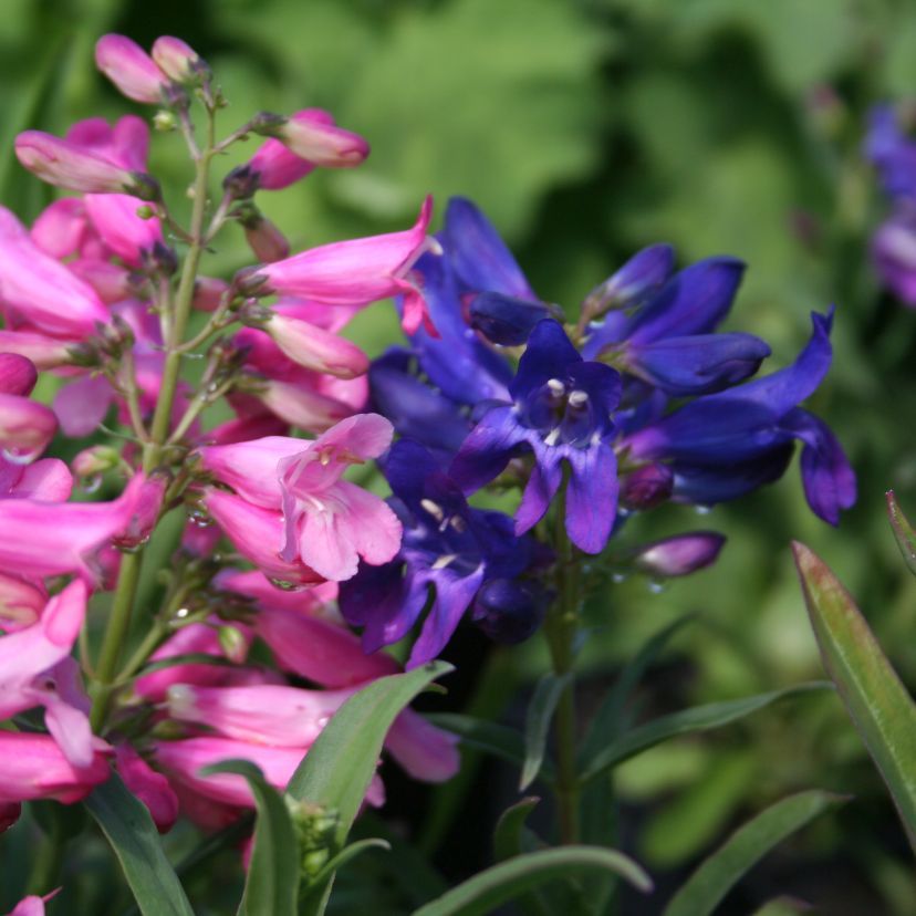 Penstemon barbatus var. praecox f. nanus 'Rondo'