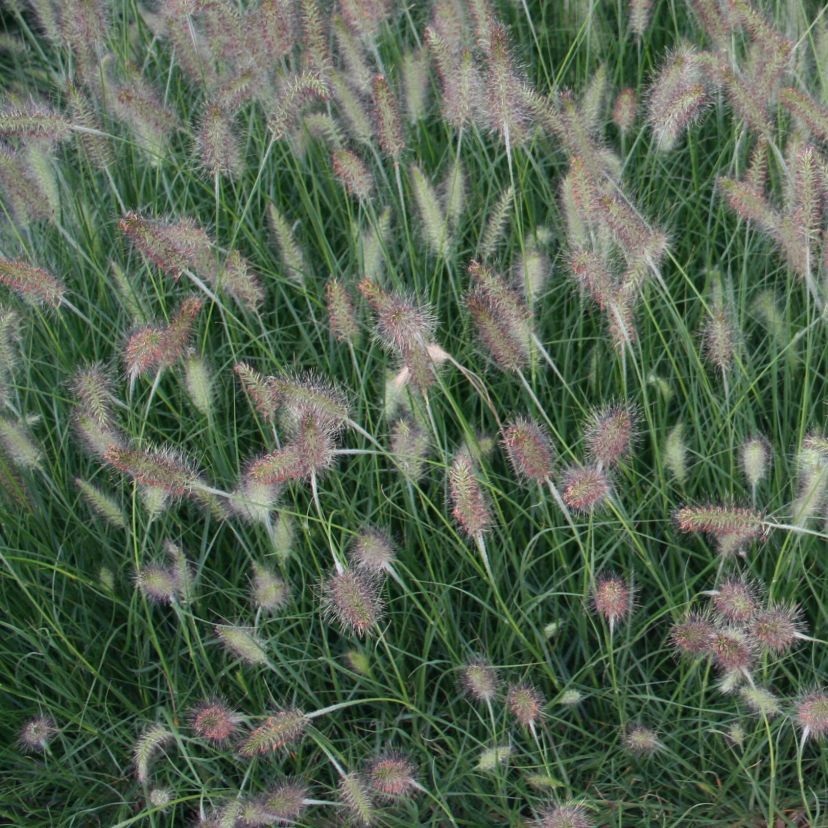 Pennisetum alopec. 'Hameln'