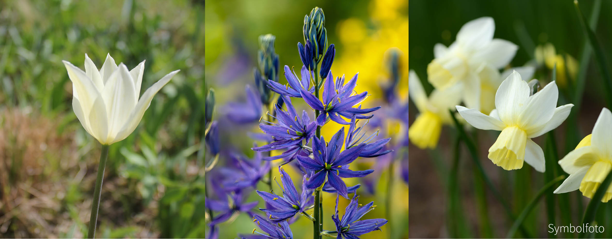 Dresdner Frühjahr BLAU-WEISSES ERWACHEN