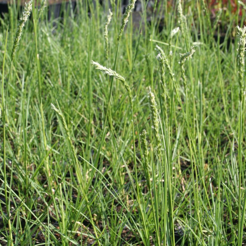 Sesleria autumnalis