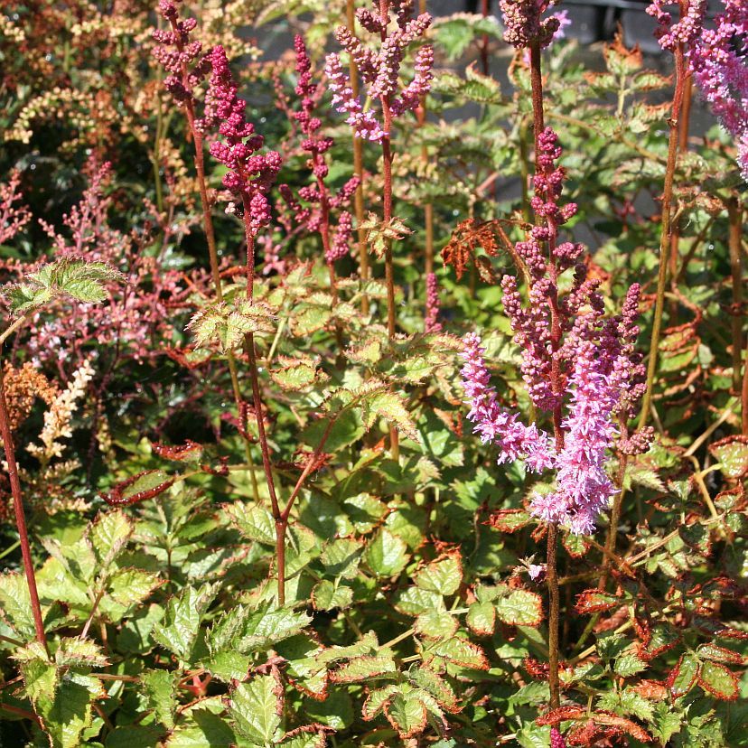 STM - Astilbe taquetii 'Superba'
