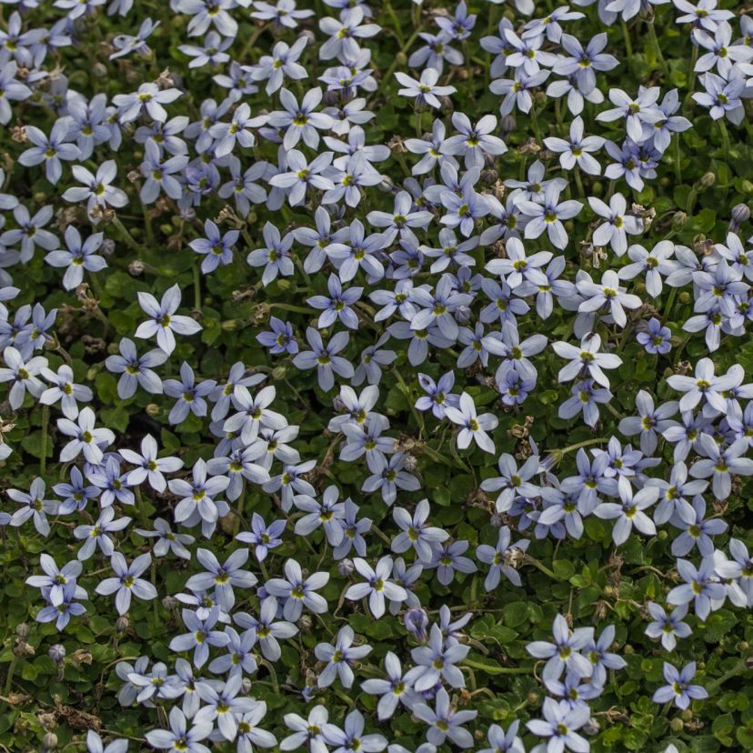STM - Isotoma fluviatils 'Blue Foot'