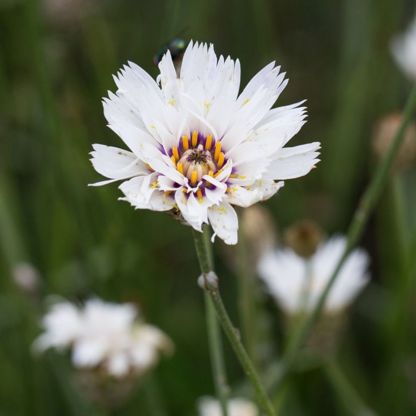 STM - Catananche caerulea 'Alba'