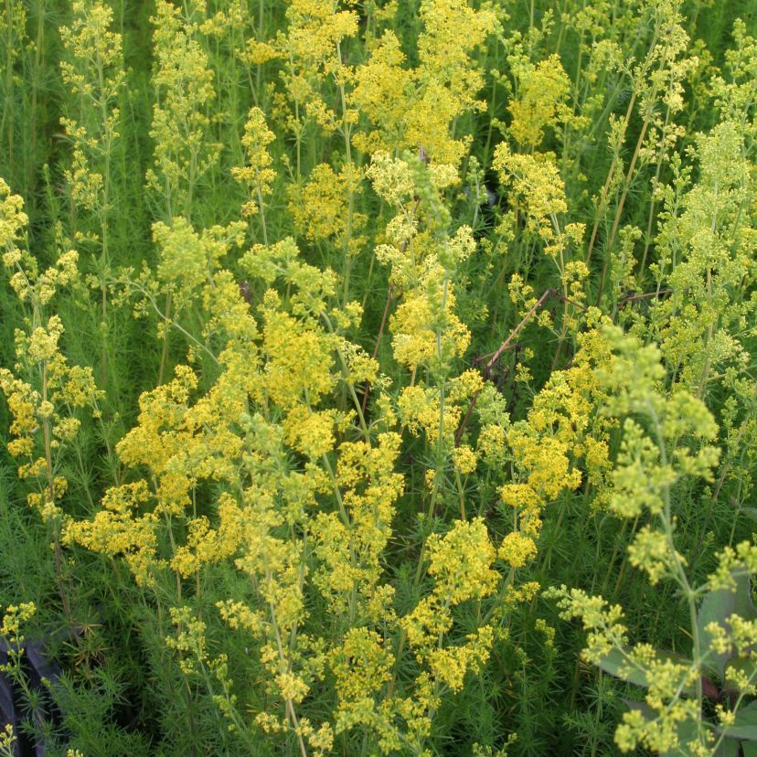 STM - Galium verum