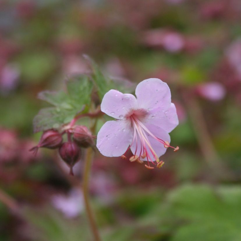 Geranium macr. 'Ingwersen'