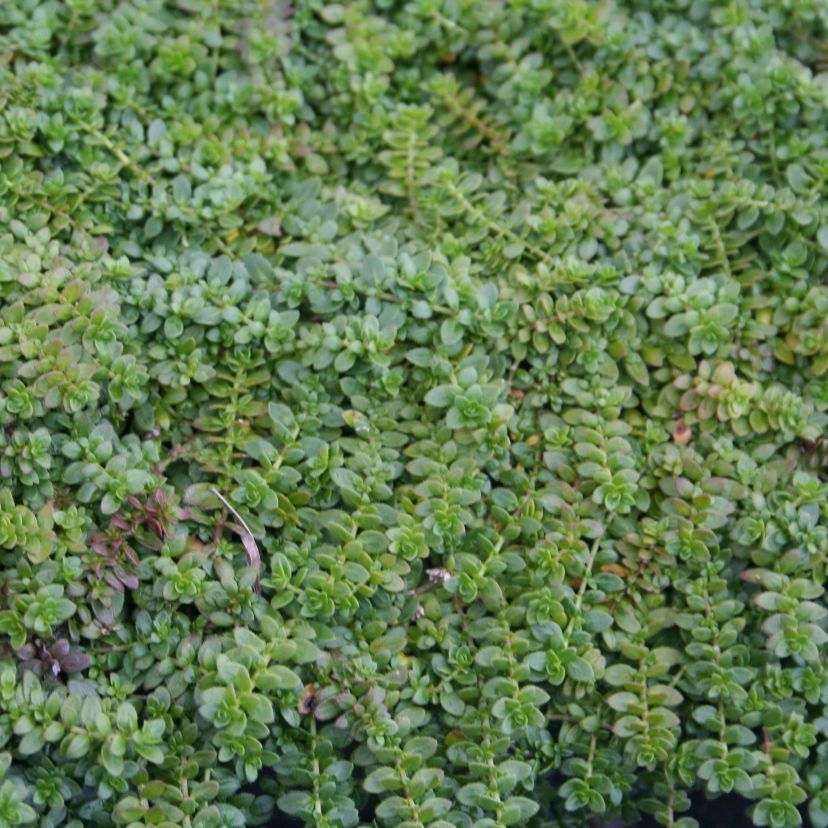Herniaria glabra 'Jonathan'