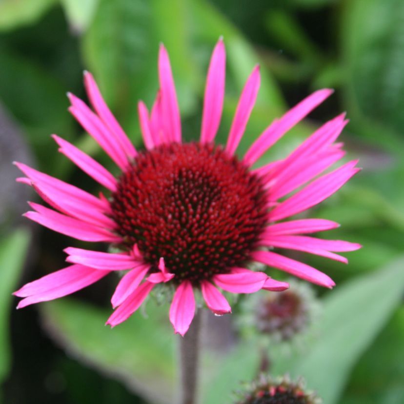 STM - Echinacea purp. 'Fatal Attraction' -R-