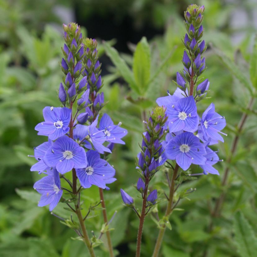Veronica teucrium 'Royal Blue'
