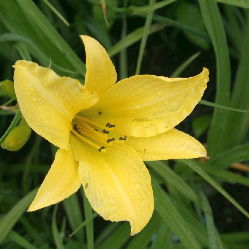 Hemerocallis citrina