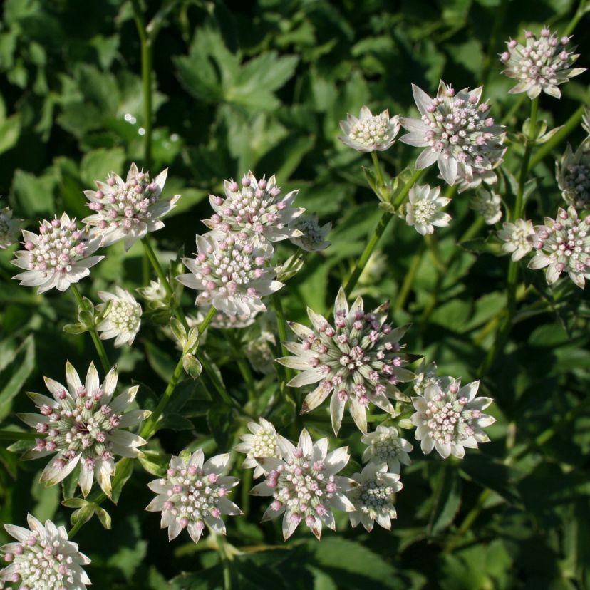 STM - Astrantia major 'Star of Billion' -R-